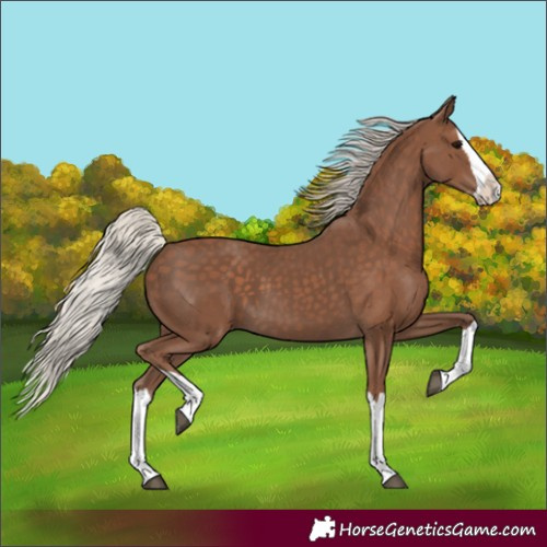 Horse Color:Silver Black Splash 