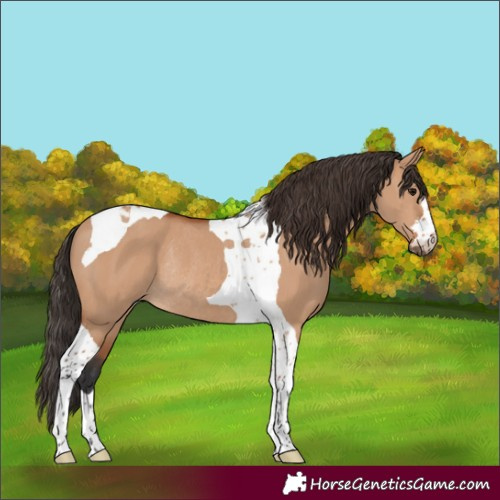 Horse Color:Bay Dun Tobiano Rabicano 