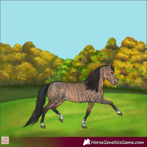 Horse Color:Grullo and Brown Dun