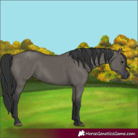 Horse Color:Grullo and Grullo