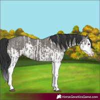 Horse Color:Grullo Sabino Splash  and Grullo Sabino Splash 