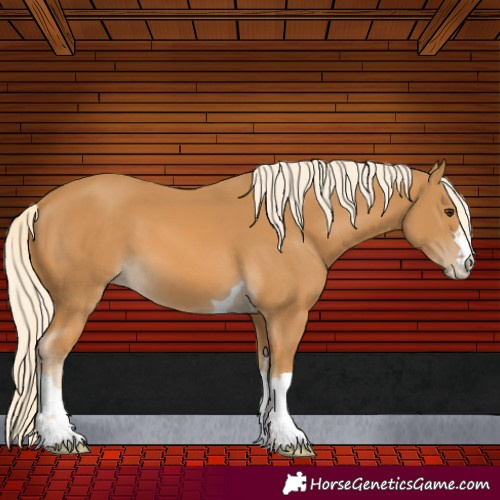 Horse Color:Palomino