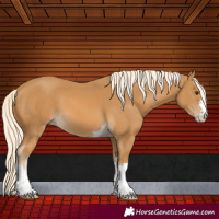 Horse Color:Palomino