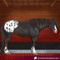 Horse Color:Liver Chestnut Appaloosa