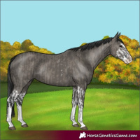 Horse Color:Grullo Sabino Splash  and Grullo Sabino Splash 