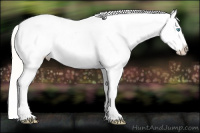 Horse Color:White Spotted Gold Cream Champagne Dun Appaloosa 