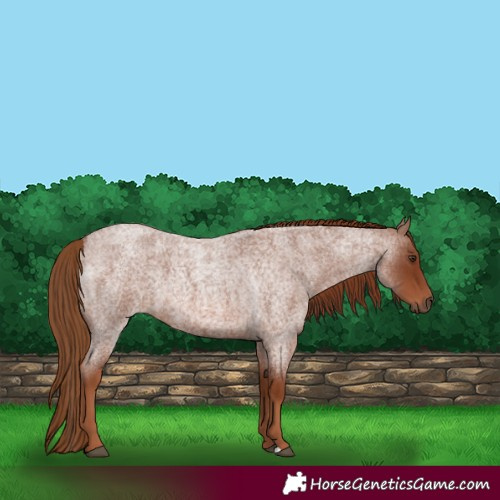 Horse Color:Red Roan 