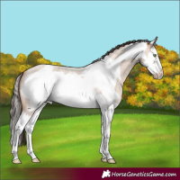 Horse Color:Amber Champagne Roan Splash Frame 