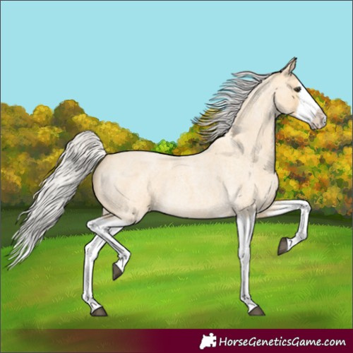 Horse Color:Silver Buckskin Roan Splash 