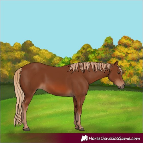 Horse Color:Chestnut 