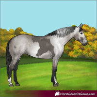 Horse Color:Grullo  and Gray Grullo 