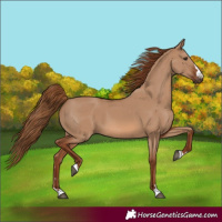 Horse Color:Red Dun