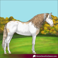 Horse Color:Amber Cream Champagne Dun Splash Frame Appaloosa