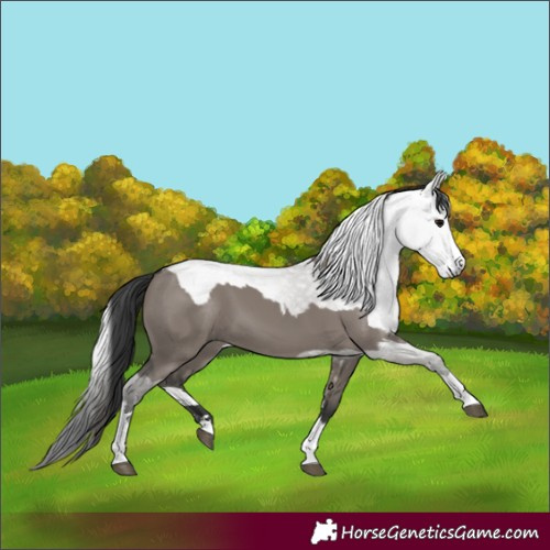 Horse Color:Grullo  and Gray Grullo 
