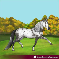 Horse Color:Grullo  and Gray Grullo 