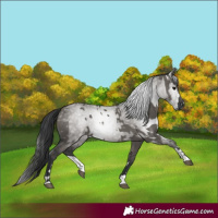 Horse Color:Grullo  and Gray Grullo 