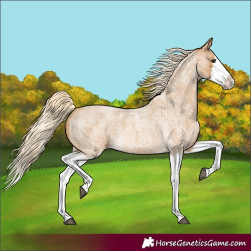 Horse Color:Palomino Roan Splash 