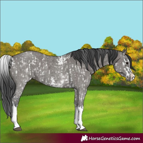 Horse Color:Grullo Sabino Splash and White Spotted Grullo Sabino Splash