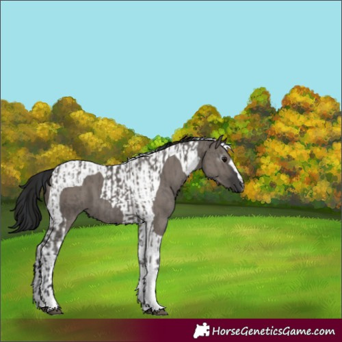 Horse Color:Grullo Tobiano and Gray Grullo Tobiano