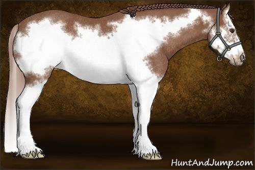 Horse Color:Chestnut Splash Frame Rabicano 