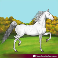 Horse Color:Black Sabino