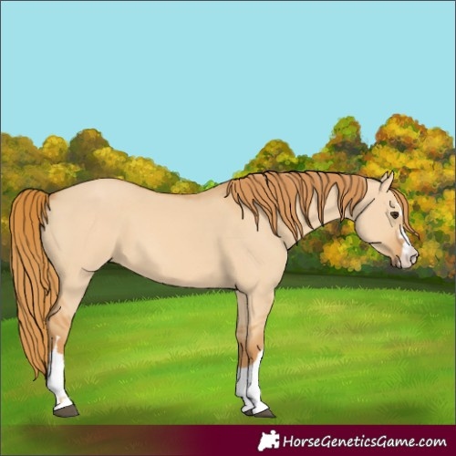 Horse Color:Red Dun 