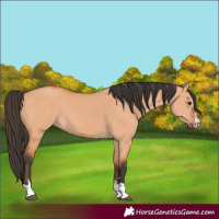 Horse Color:Bay Dun