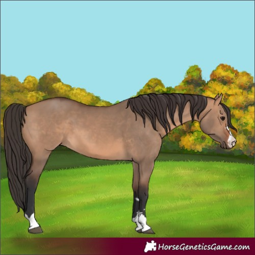 Horse Color:Bay Dun 
