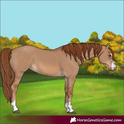 Horse Color:Red Dun