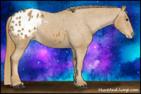 Horse Color:Chestnut Appaloosa 
