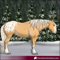 Horse Color:Palomino Appaloosa 