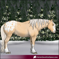 Horse Color:Palomino Appaloosa