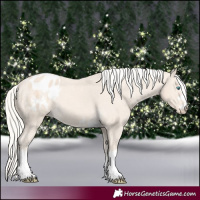 Horse Color:Cremello Appaloosa 