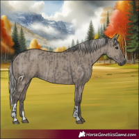 Horse Color:Grullo  and Silver Grullo 