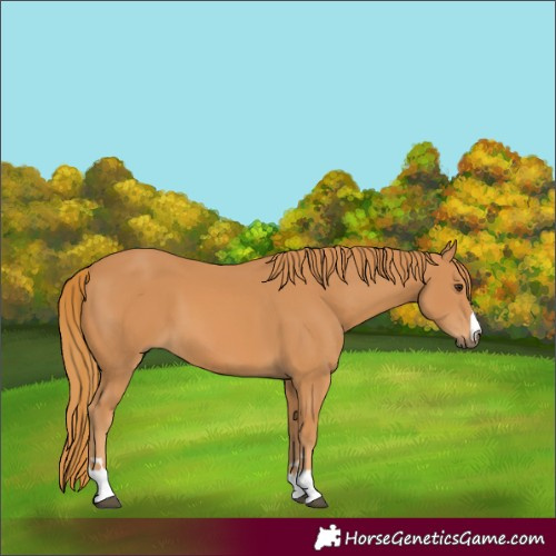 Horse Color:Chestnut 