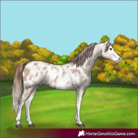 Horse Color:Red Dun Ice Sabino Splash Appaloosa 