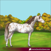 Horse Color:Red Dun Ice Sabino Splash Appaloosa 