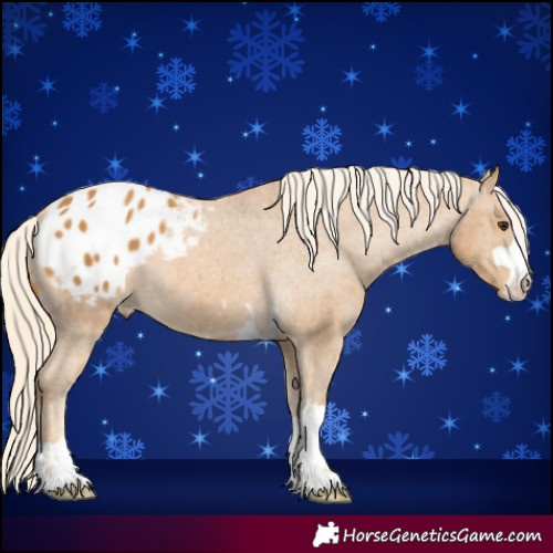 Horse Color:Palomino Appaloosa 