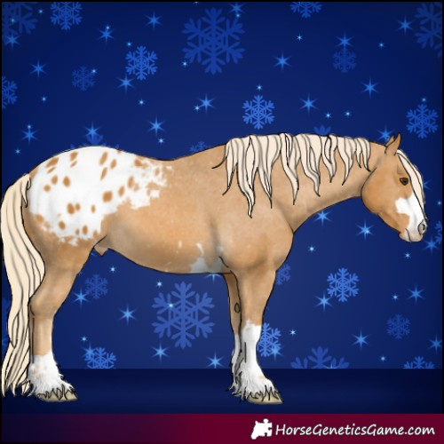 Horse Color:Palomino Appaloosa 