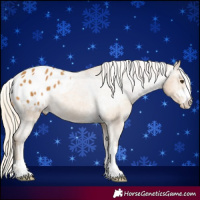 Horse Color:Palomino Appaloosa