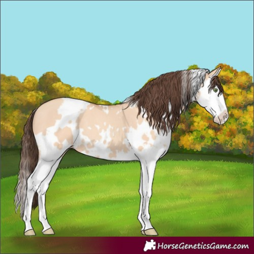 Horse Color:White Spotted Amber Champagne Dun Splash 
