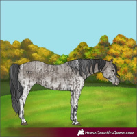 Horse Color:Grullo and White Spotted Grullo