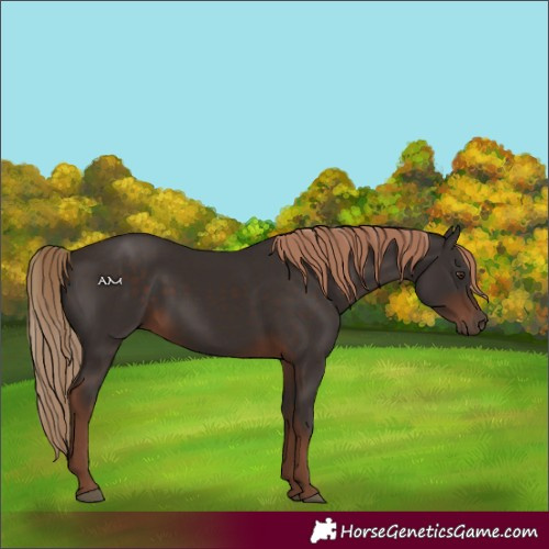 Horse Color:Liver Chestnut Rabicano 