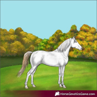 Horse Color:Buckskin Dun Sabino Blanket 