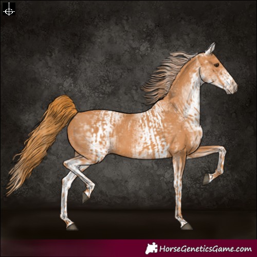 Horse Color:Chestnut and White Spotted Chestnut