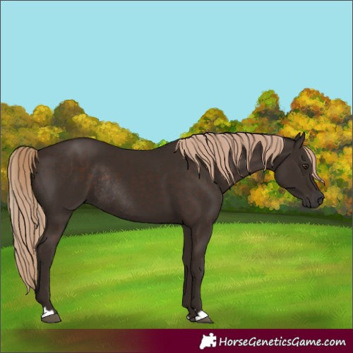 Horse Color:Liver Chestnut Rabicano 
