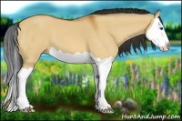 Horse Color:Bay Dun Splash