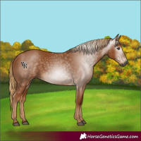 Horse Color:Gray Chestnut 