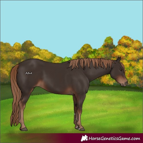 Horse Color:Liver Chestnut Rabicano 
