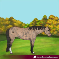 Horse Color:Grullo and Bay Dun